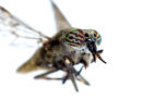 03-4089 Macro Closeup of a Cleg-Fly Haematopota pluvialis Showing Eye Colour