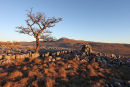 03D-0642 Hawthorn Tree and the Mountain of Ingleborough in Evening Light From Twistleton Scars Yorkshire Dales UK
