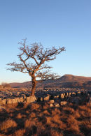03D-0645 Hawthorn Tree and the Mountain of Ingleborough in Evening Light From Twistleton Scars Yorkshire Dales UK
