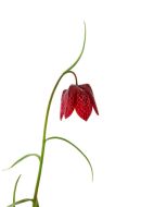 03D-1370a Snakeshead Fritillary Fritillaria Melegris.
