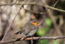 03D-1702 Robin Erithacus rubecula.