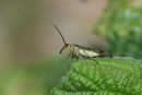 03D-1780 Female Scorpion Fly Panorpa spp Order Mecoptera
