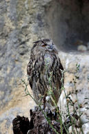 03D-2065 Eagle Owl Bubo bubo (Captive)