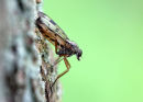 03D-2872 Snipe-Fly Rhagio scolopaceus Also known as a Down-Looker Fly