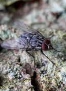 03D-3015 Flesh-Fly Sarcophaga carnaria.