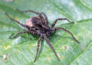 03D-3315 Female Wolf Spider Pardosa Spp With Egg Sac 