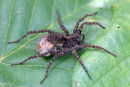 03D-3323 Female Wolf Spider Pardosa spp With Egg Sac