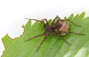03D-3330 Female Wolf Spider Pardosa spp With Egg Sac