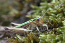 03D-3364 Common Green Grasshopper Omocestus viridulus.