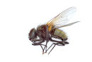 03D-3418 House-Fly on White Background