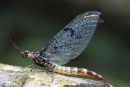 03D-3498 Closeup of a Newly Emerged Mayfly Ephemera danica