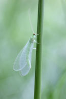 03D-3528 Closeup of a Newly Emerged Green Lacewing Chrysoperla carnea UK