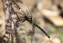 03D-3657 Golden-Ringed Dragonfly Cordulegaster boltonii.