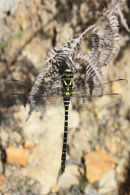 03D-3666 Golden-Ringed Dragonfly Cordulegaster boltonii.