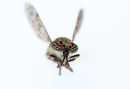 03D-4076 Macro Closeup of a Cleg-Fly Haematopota pluvialis
