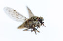03D-4084 Macro Closeup of a Cleg-Fly Haematopota pluvialis 