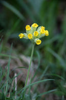 03D-4123 Cowslip Primula veris Flower Upper Teesdale County Durham UK