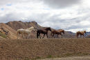 03D-4495 Icelandic Horses and the Barmur Rhyolite Mountains Landmannalaugar in the Fjallabak Area of Iceland
