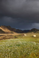 Storm Clouds over the Barmur Rhyolite Mountains with Icelandic Sheep Next to the River Jokulgilskvisl at Landmannalaugar in the Fjallabak Area of Iceland