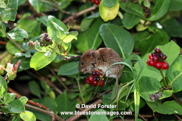 03D-6505 Bank Vole Clethrionomys glareolus Feeding on Honeysuckle Berries UK