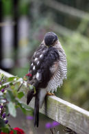 03D-7273 Sparrowhawk Accipter nisus Preening