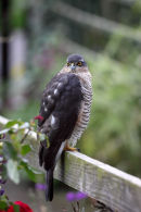 03D-7301 Sparrowhawk Accipter nisus on Garden Fence