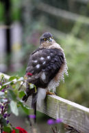 03D-7335 Sparrowhawk Accipter nisus on Garden Fence.
