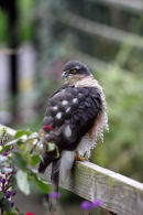 03D-7338 Sparrowhawk Accipter nisus on Garden Fence