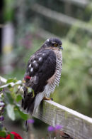 03D-7346 Sparrowhawk Accipter nisus on Garden Fence