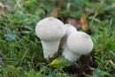 03D-7399 Common Puffball Fungi Lycoperdon perlatum