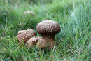 03D-7420 Mature Common Puffball Fungi Lycoperdon perlatum