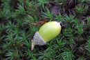 03D-7476 Acorn From the Pedunculate English Oak Quercus robur Tree Laying on Moss 