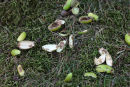 03D-7514 Remains of Unripe Acorns at a Grey Squirrel Feeding Site UK