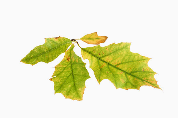 Backlit Autumn Leaf (Turkey Oak) Showing Colour Change from the Green Colour Produced by Chlorophyll to the Yellow and Orange Pigments of Xanthophylls and Beta-Carotene.