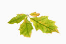 Backlit Autumn Leaf (Turkey Oak) Showing Colour Change from the Green Colour Produced by Chlorophyll to the Yellow and Orange Pigments of Xanthophylls and Beta-Carotene.