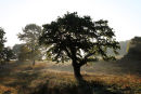 03D-7930 Oak Trees With Mist Rising from the Ground in Autumn 