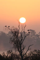 03D-8574 Silver Birch Tree with Roosting Birds and Misty Autumn Sunrise Cropston Reservoir Leicestershire UK