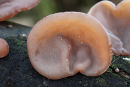 04D-0897 Ear Fungus Hirneola auricula-judae