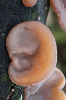 04D-0898 Ear Fungus Hirneola auricula-judae.