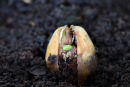 04D-3686 Sprouting Acorn From a Pedunculate Oak Tree Quercus robur