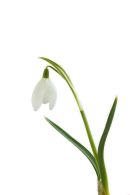 04D-3706 Snowdrop Galanthus nivalis