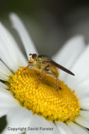 05D-0812 Yellow Dung-Fly Scathophaga stercoraria Pollinating an Ox-eye Daisy Flower UK
