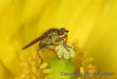05D-0870 Yellow Dung-Fly Scathophaga stercoraria.