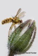 05D-4599 Fly Infected by Fungi, Possibly Entomophthora muscae