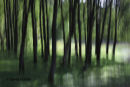 05D-4686 Woodland Trees Abstract.
