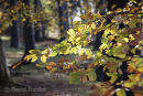 05D-7838 Beech Fagus sylvatica Leaves Catching the Morning Sun in Autumn Near Bowlees in Upper Teesdale County Durham