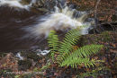 05D-8176 Ferns (possibly Male Fern Dryopteris felix-mas) Growing Beside Woodland Stream Teesdale County Durham UK