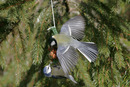 06-2853 Great Tit (Parus major) Using Threat Posture to Intimidate Blue Tit (Parus caerulus) on Bird Feeder 