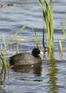 06-4485 Coot (Fulica atra) Low Barns Nature Reserve, County Durham.
