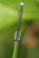 06-6165 Close up of the Head of a Blue Tailed Damselfy (Ischnura elegans)